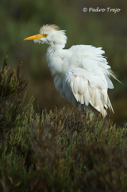 Garcilla Bueyera (Bubulcus ibis)